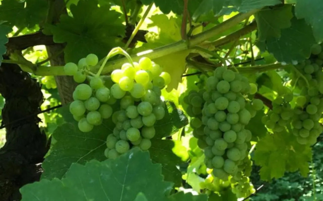 Wine & Nature & Tour