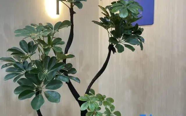 Wenjie Garden Hotel (Dongguan Changan VanKe Branch)