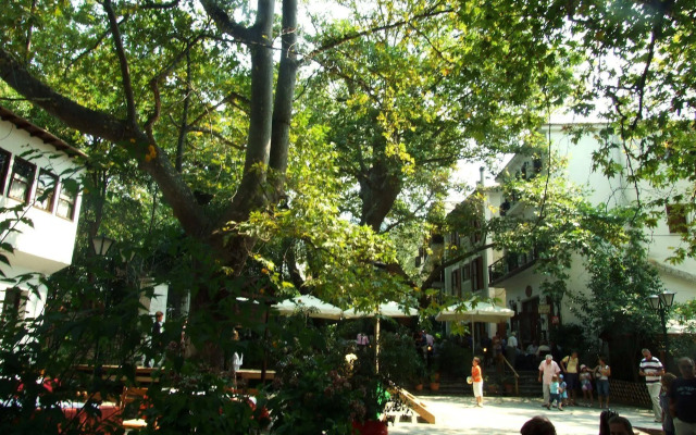 The Lotus Tree