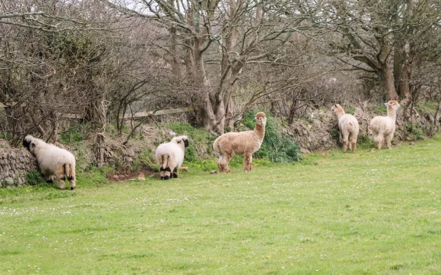 Woolly Welcome