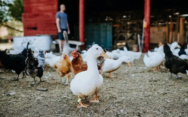 Oddfellow Inn & Farm