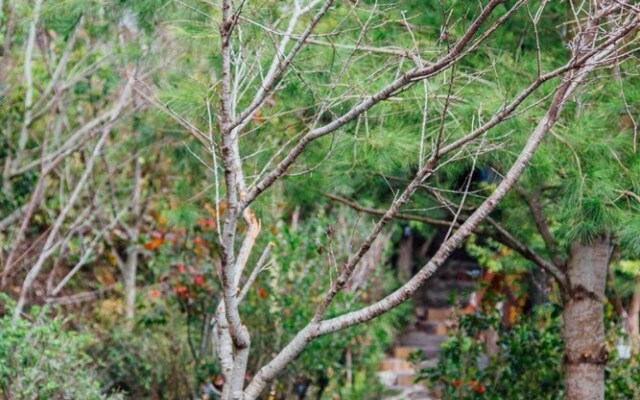 Yunnan Homestaty