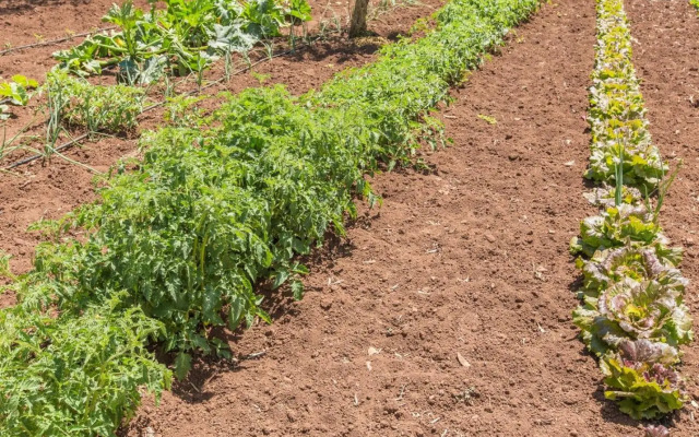 Trullo del Mandarino con piscina