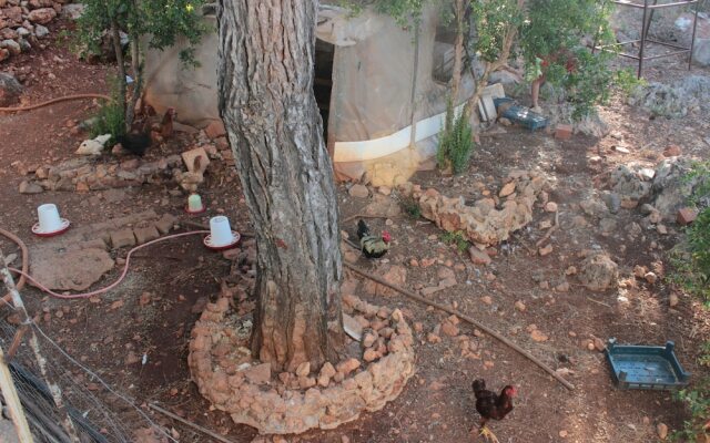 Patara Doga Apart