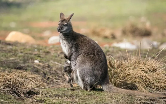 Steigmatt Bauernhof - Erlebnis