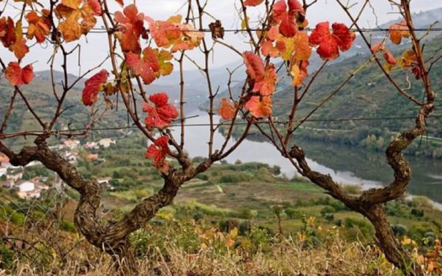 Sobreiros's Villa in Douro Valley