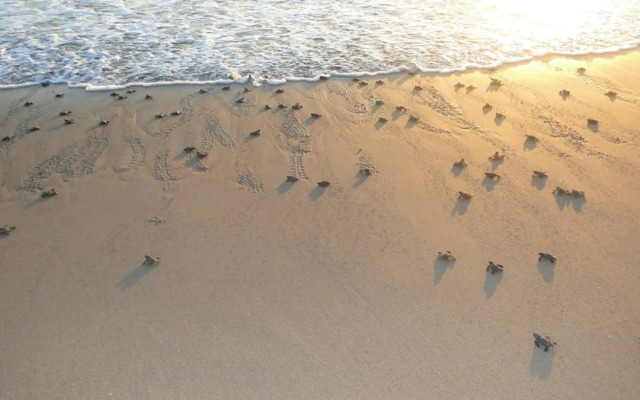 Las Villas Hotel & Golf by Estrella del Mar