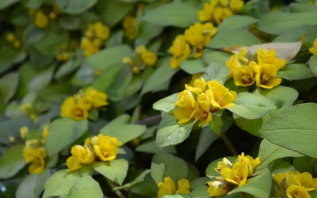 Residencial Maranello