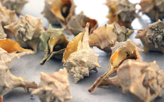 Albergo Piccolo Paradiso