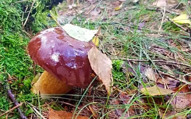 Pokoje Gościnne Art- Dworek