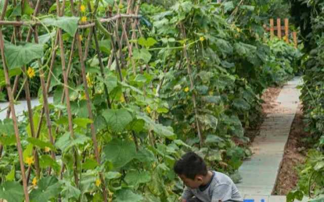 Beijing Xiaoxixuan Elementary School Homestay