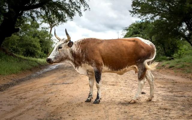 Royal Thonga Safari Lodge