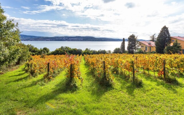 House In The Vineyards