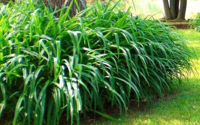 Windswept on the Trent