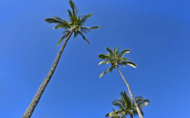 Napili Shores B214 Studio Bedroom Condo