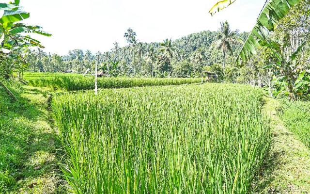 Oyo Homes 91094 Desa Wisata Banyuatis