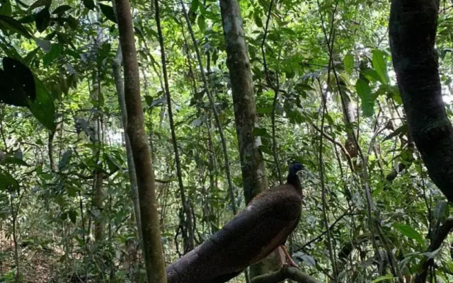 Wisma Batu Mandi and Jungle trekking