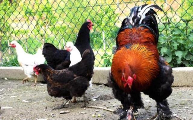 Quinta das Ameixas - Country & Nature