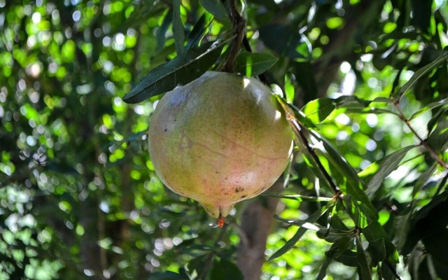 Ars Naturae Biologic Farm