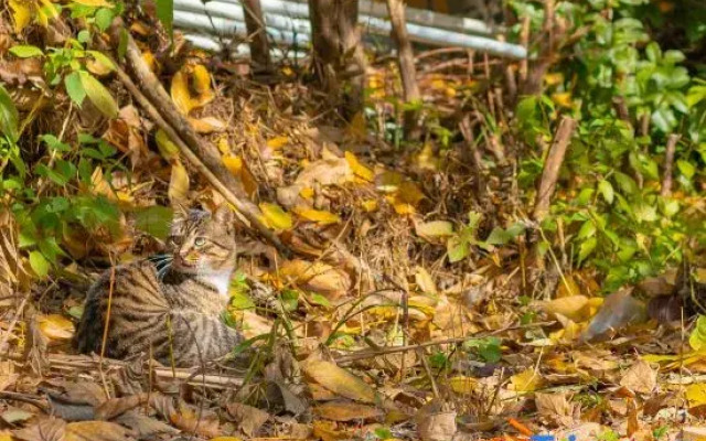 Yunqi Lanshan Homestay