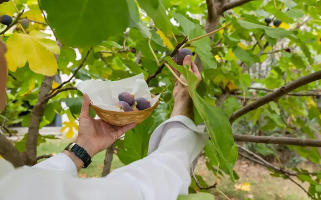 The Originals Access, Hostellerie des Pins