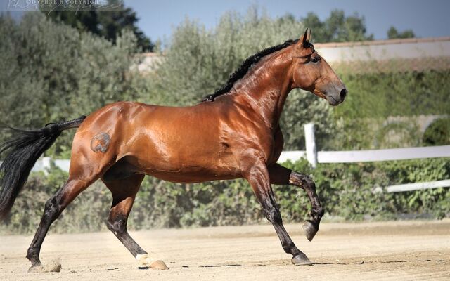 San Marco Montpellier Polo