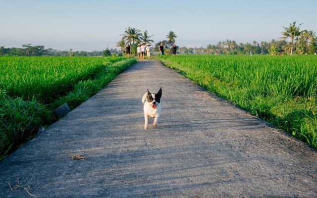 BAKUNGAN diJero Homestay