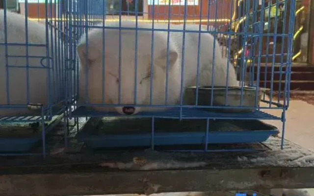 Liu family compound in Snow Valley