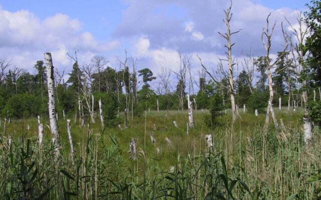 Schroder at the Aerie