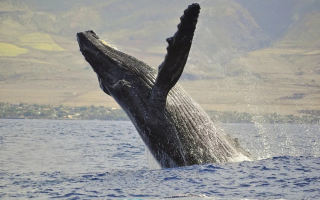 Kapalua Ridge Villa 1521, Lahaina