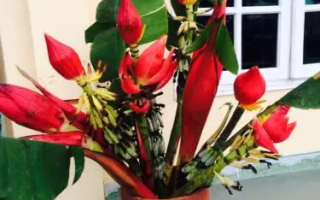 Sapa Backpacker Hostel