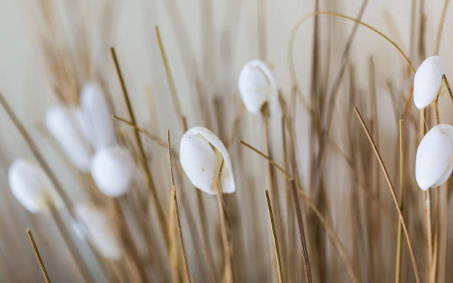 Seashells Apartments Merimbula