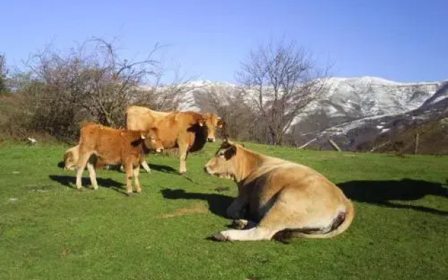 Apartamentos Peña Ubiña