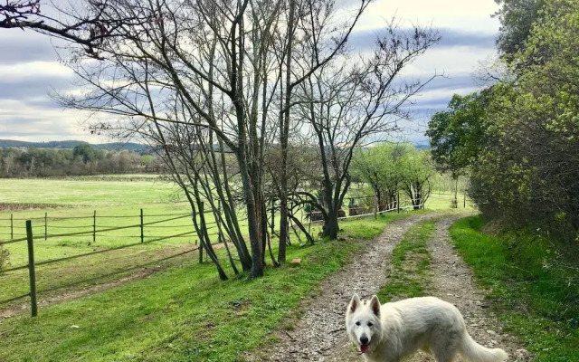 La Colline des Oliviers
