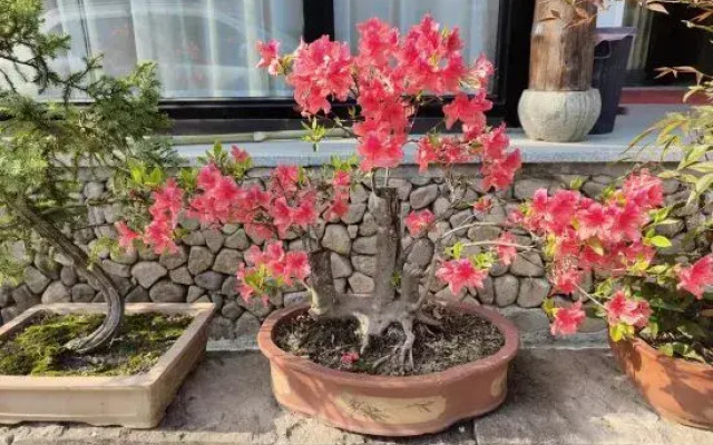 Caoxi Mountain Xinglu Homestay