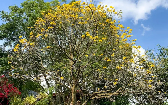 Cabañas La Naciente