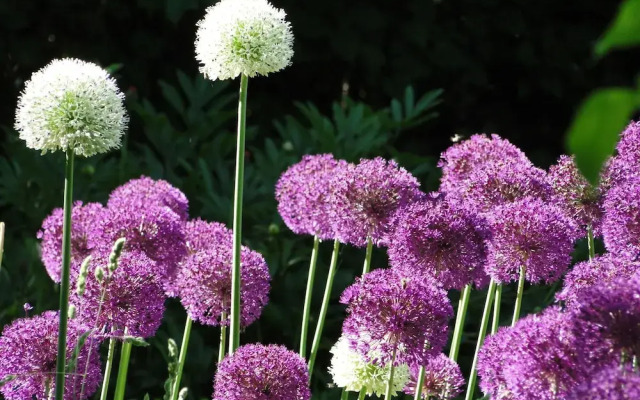 Spacious Apartment With Garden in Boisendorf