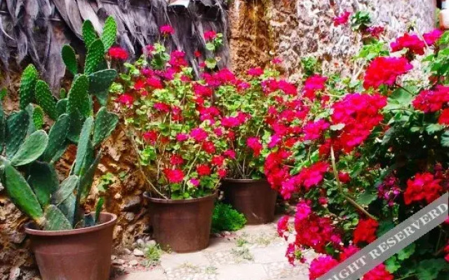Li Jiang Nest Inn