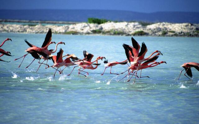 Courtyard by Marriott Bonaire Dive Resort