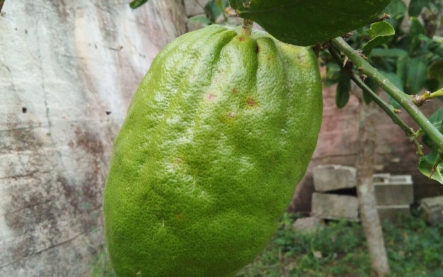 Pleasant Holiday Home in Tropea near Sea