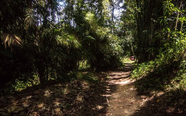 Uravu Bamboo Grove