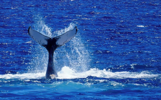 Direct Oceanfront, Big Island Home