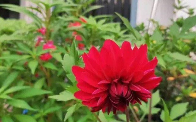 Xingxingyu Qixi Flower Garden