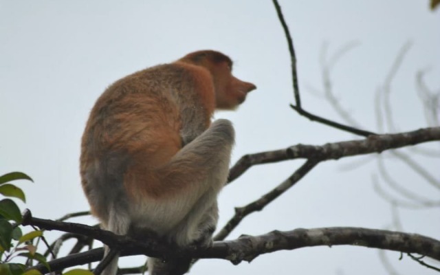 Arut Riverside Orangutan Guest house