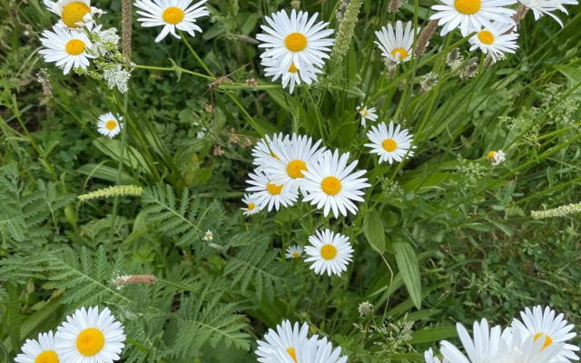 Nachtegael Hoekhuis, knusse woning tussen legendarische heuvels