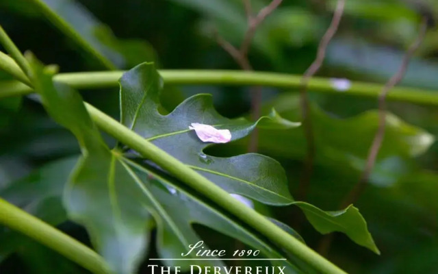 The Devereux Boutique Hotel