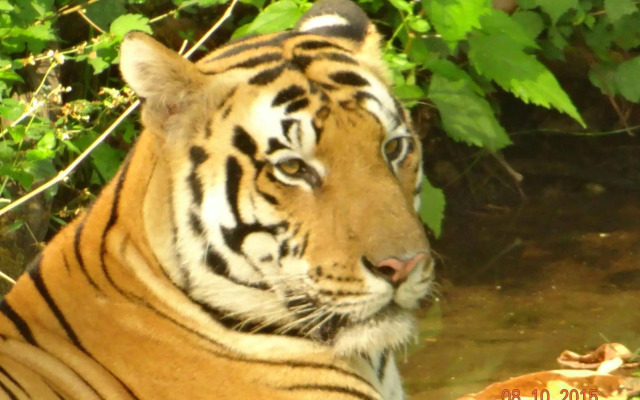 Windsor Tiger Resort