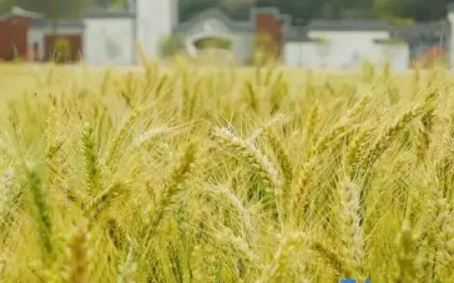 Luodong Craftsman Town Liuxi Countryside Shangju