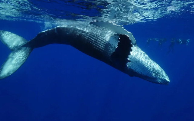 Tahiti Sail and Dive