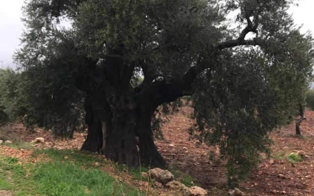 Ajloun Hotel